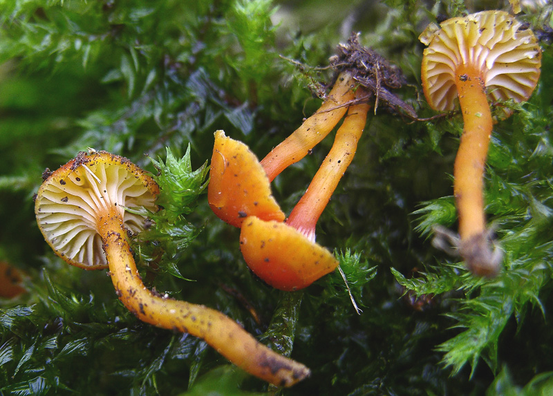 Diverse Hygrocybe da determinare/confermare.
